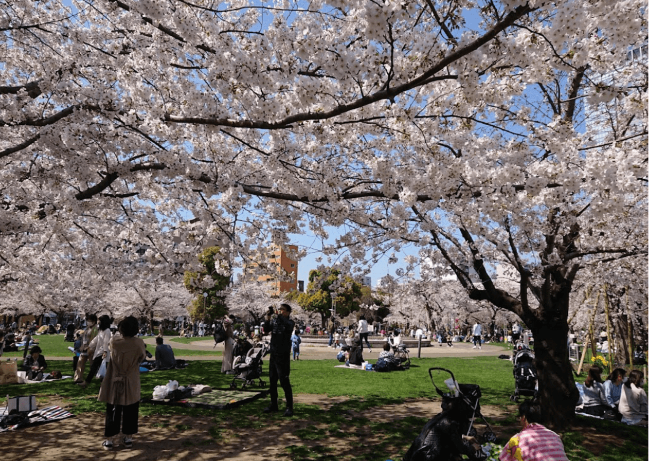錦糸公園の写真